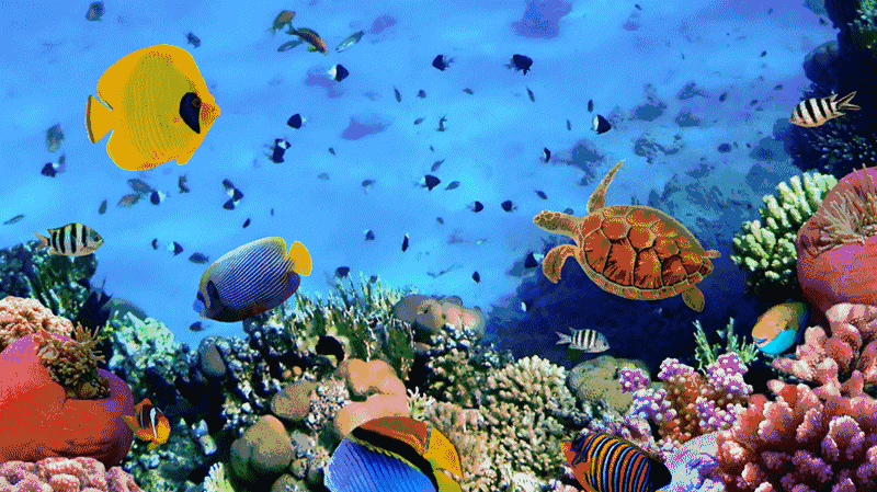 4d海底世界动态壁纸图片