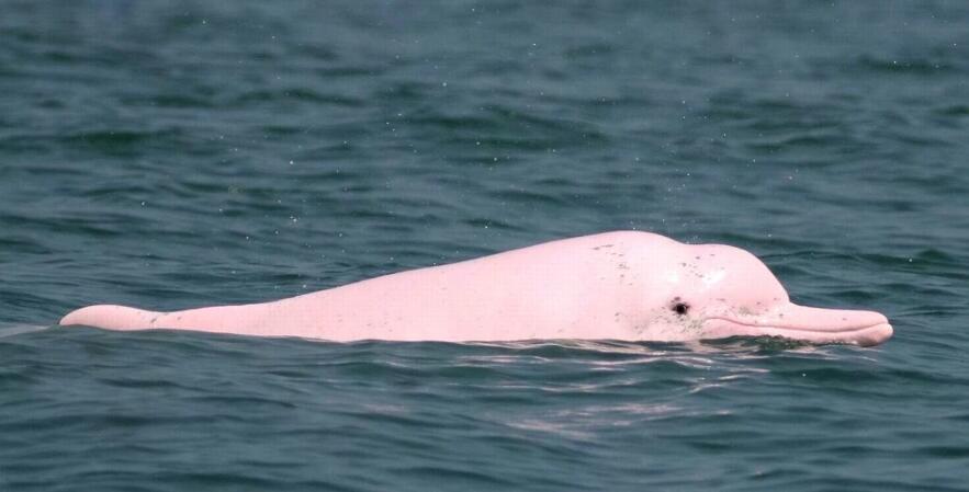 《抖音》白海豚是什么梗