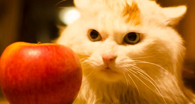 苹果猫梗的由来，苹果猫梗的出处