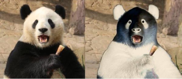 熊猫颜色反过来图片是什么梗