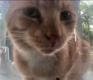 《抖音》新鲜哥橘猫最新梗图无水印表情包下载