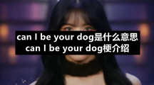 can I be your dog是什么意思 can I be your dog梗介绍