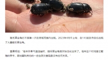 网络谣言每日辟谣（2024.4.12）：143团出现大量黑色昆虫是地震前兆